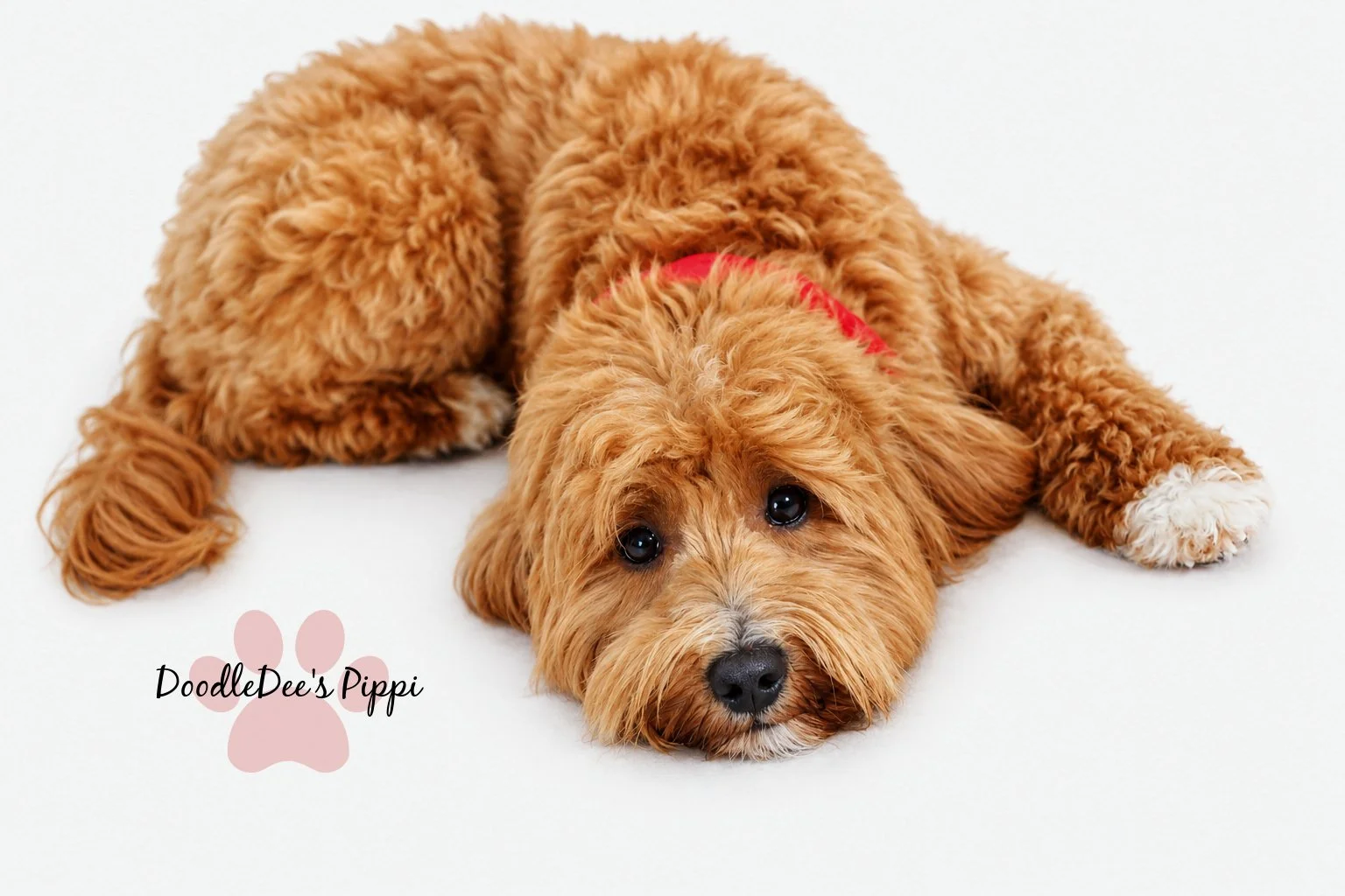 Petite Red English Goldendoodle 16#