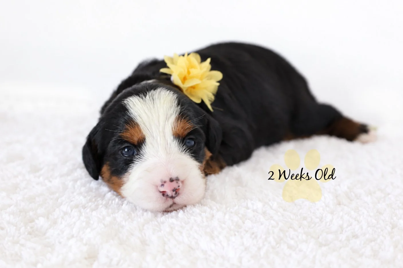 Mini Bernedoodle | Medium Bernedoodle | Standard Bernedoodle