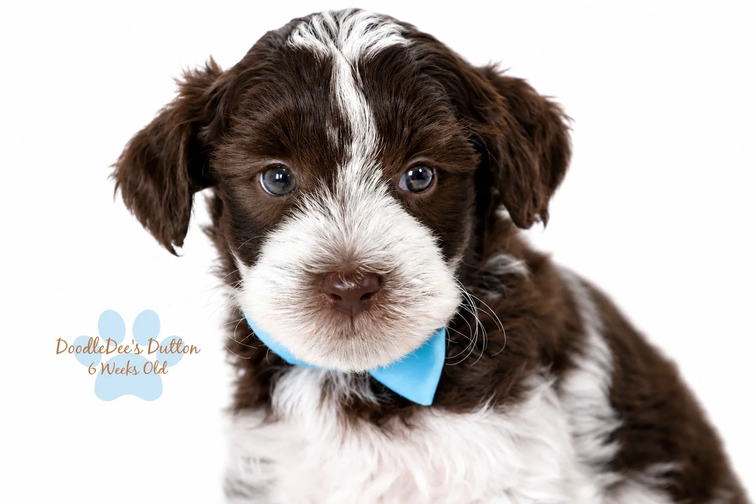 Chocolate Roan English Goldendoodle Stud