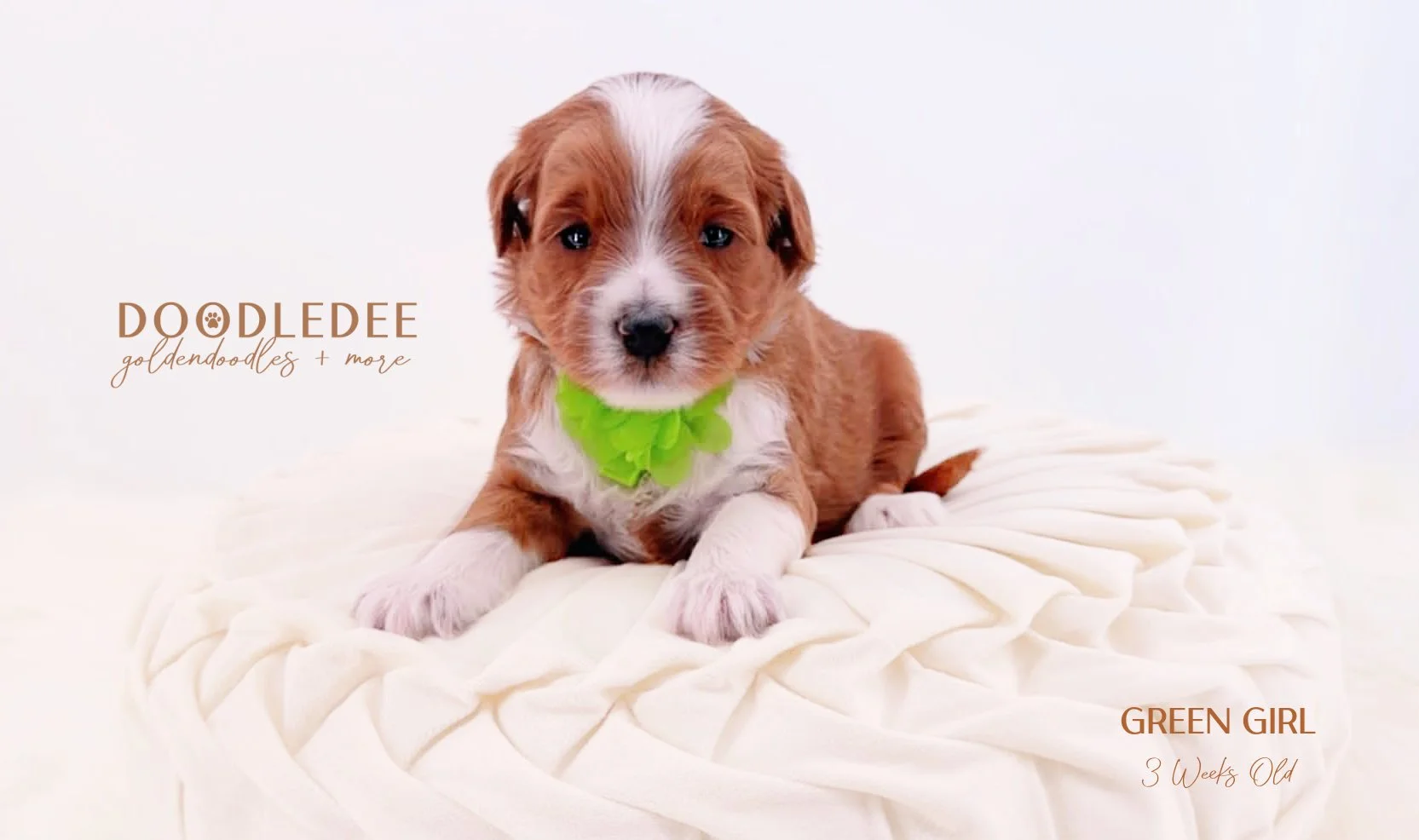 English Goldendoodle Puppies