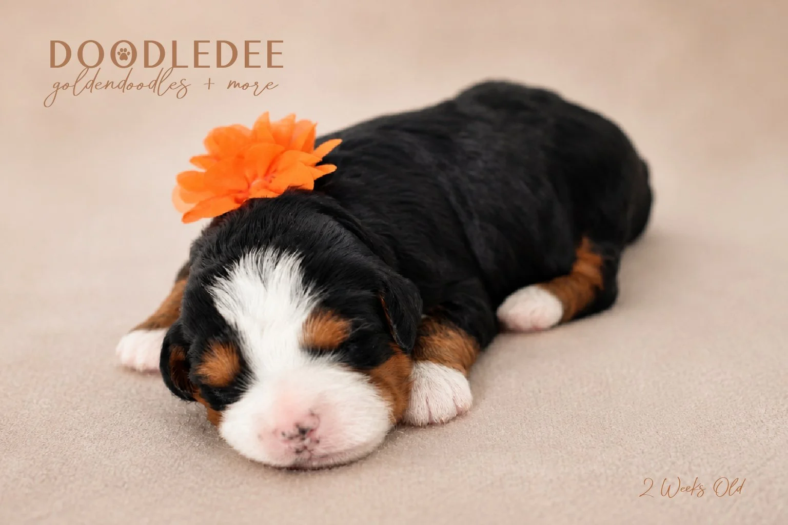 Mini Bernedoodle Puppies