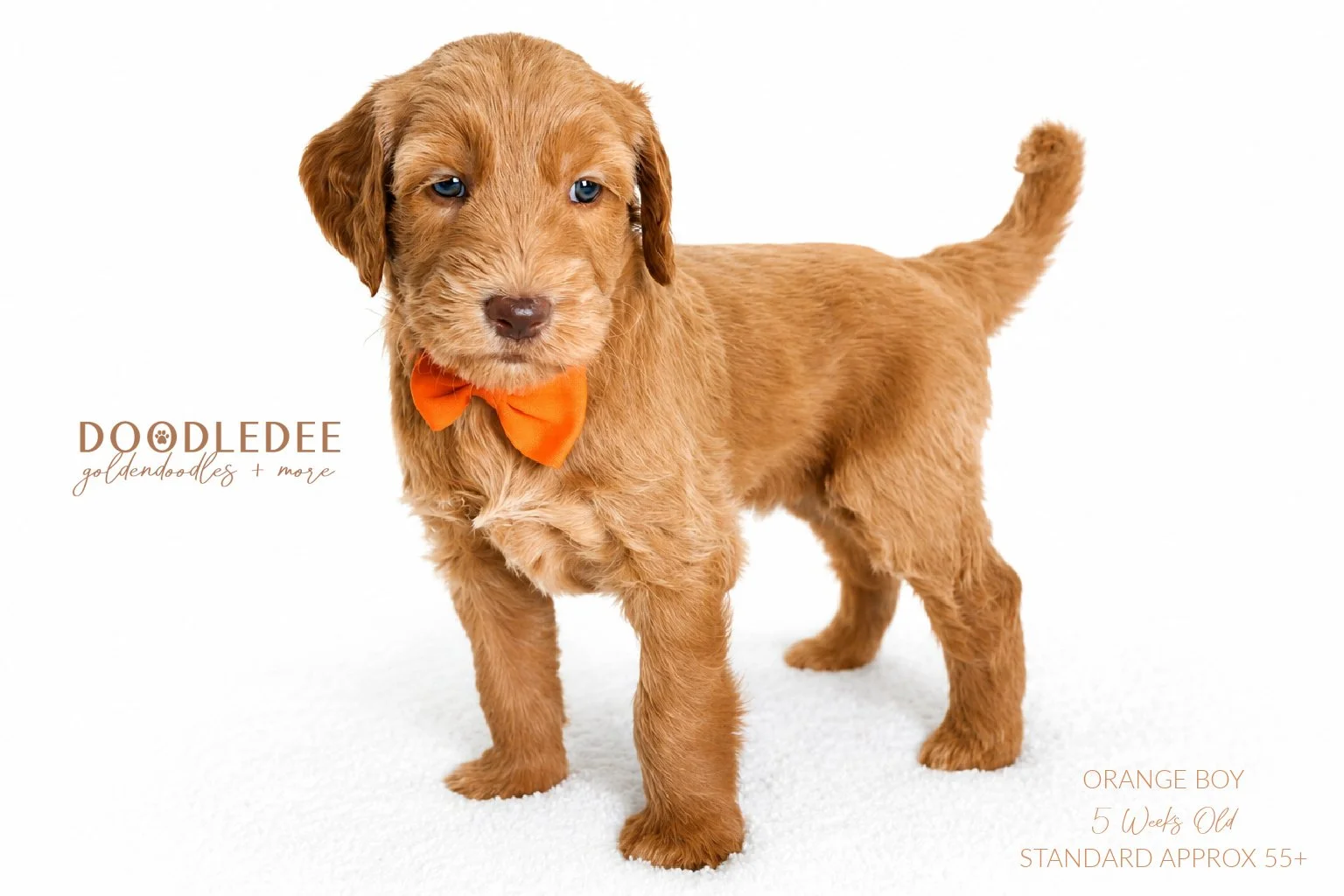 Standard English Goldendoodle $3,000