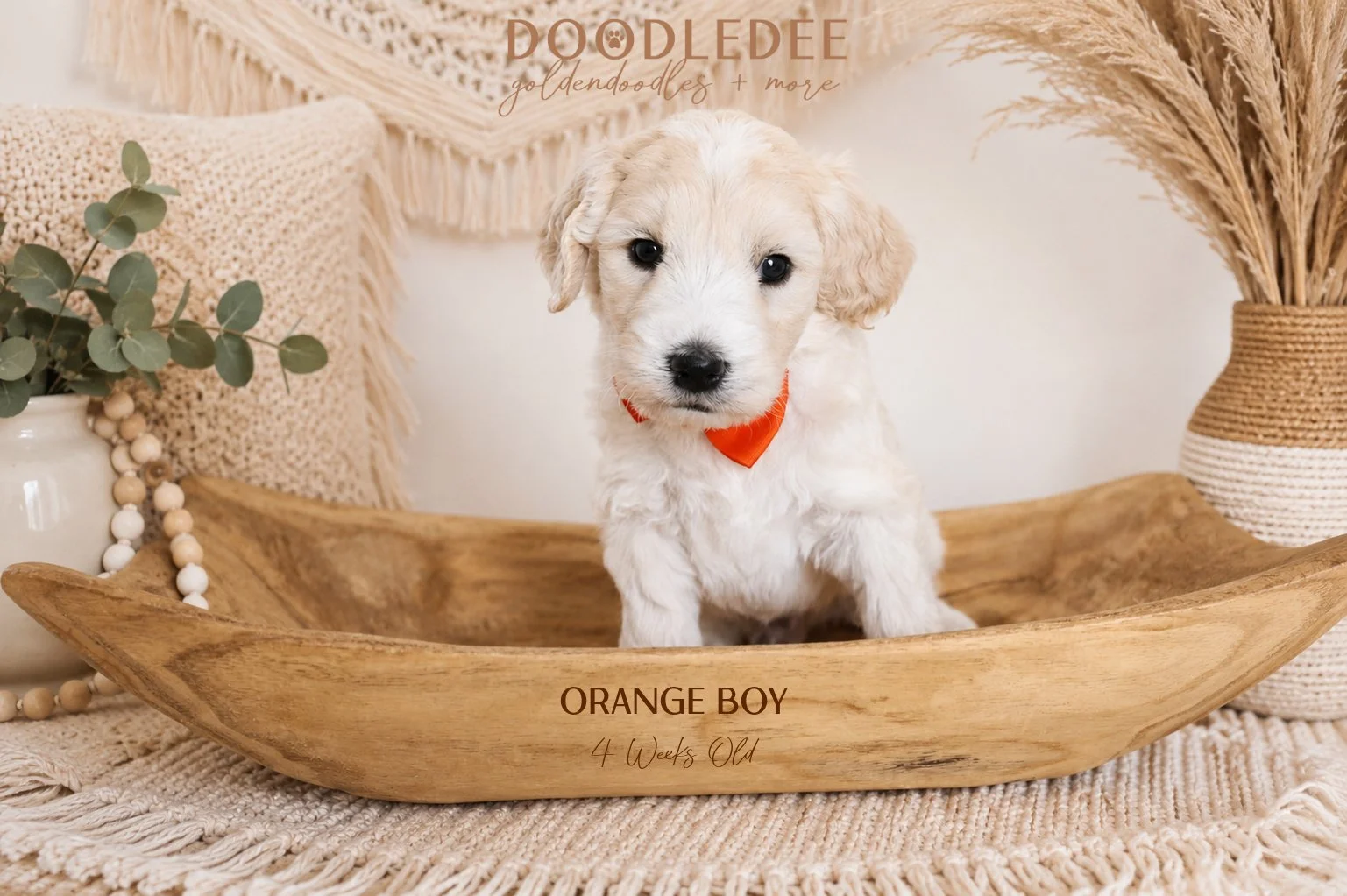 Mini Englsih Goldendoodle Male SOLD