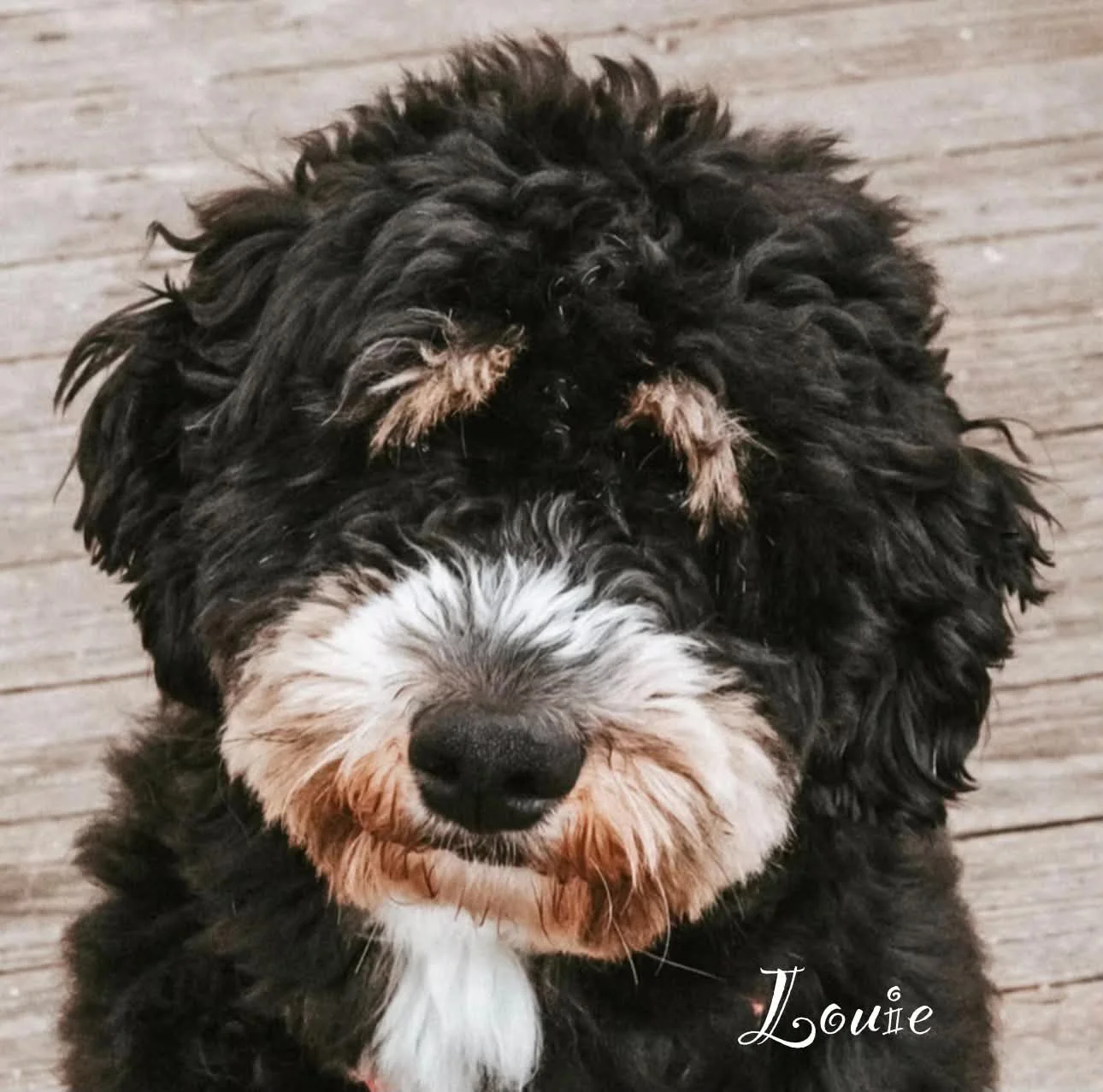 Snickers Sire- Louie