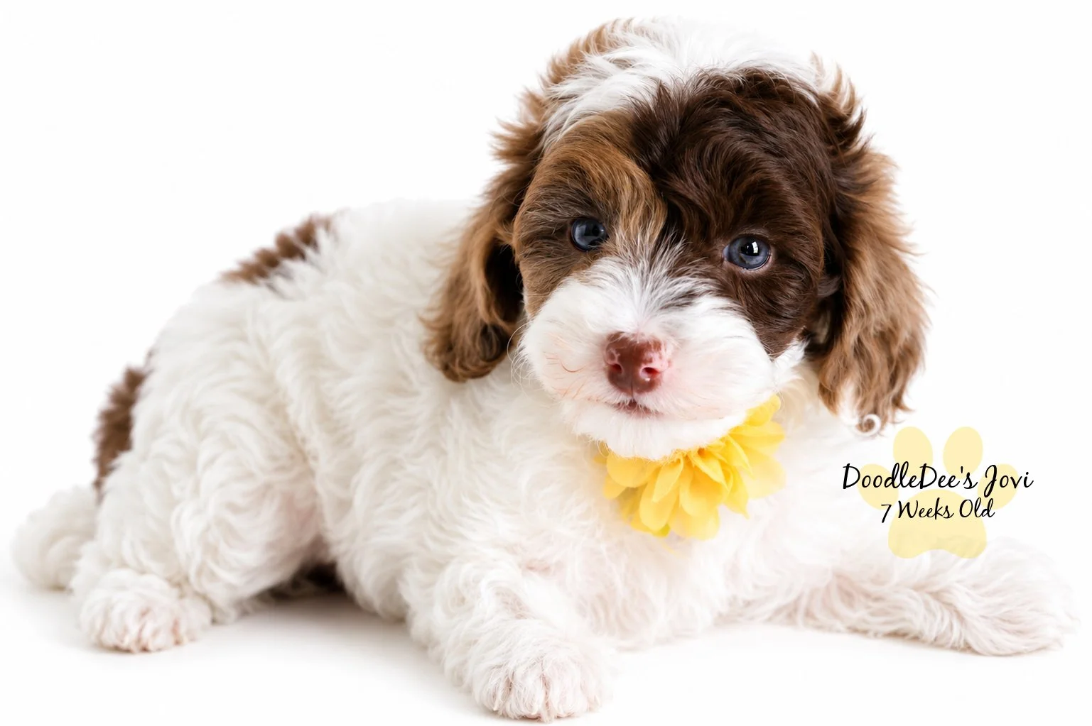 Micro Mini English Goldendoodle