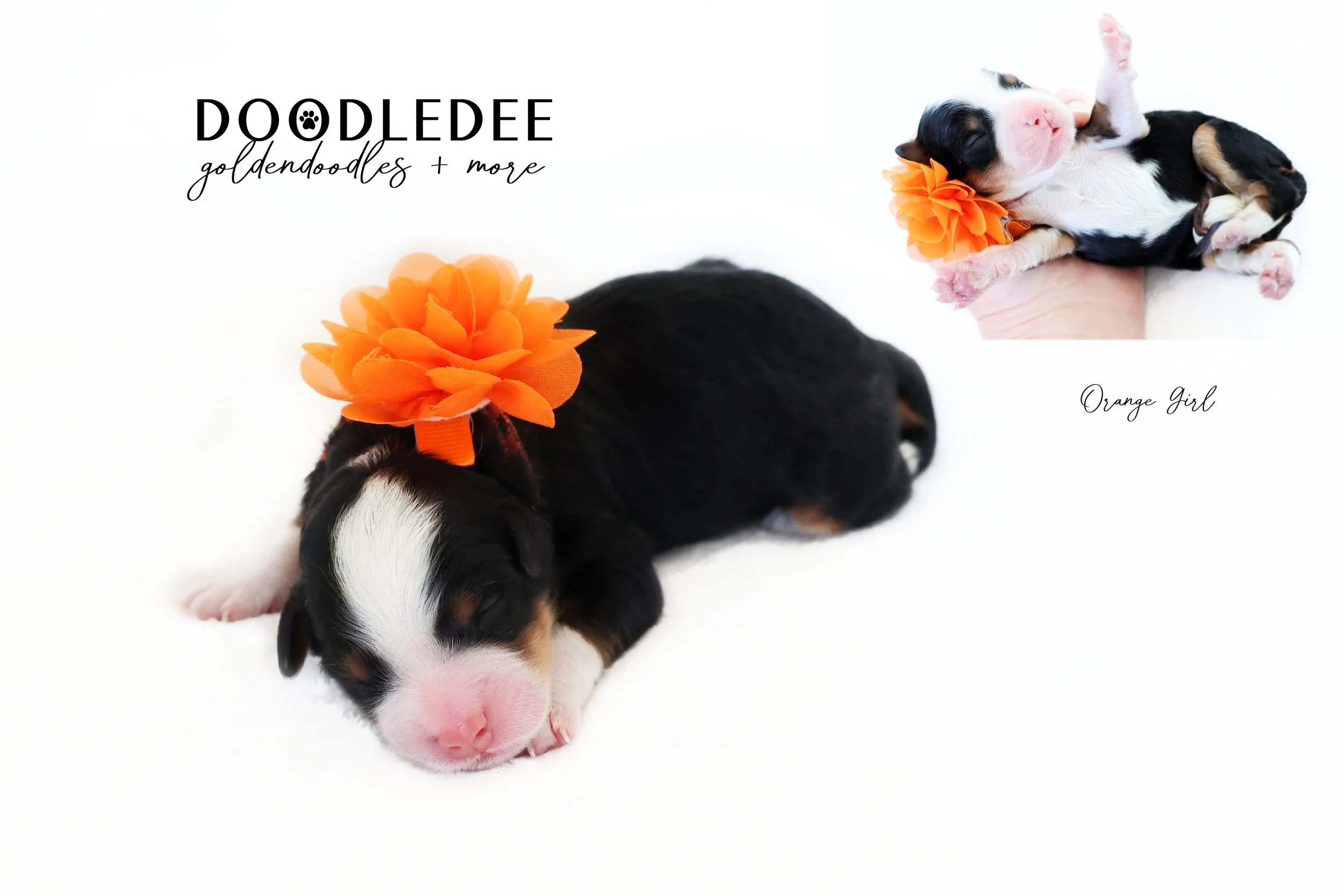 Mini Bernedoodle Puppies