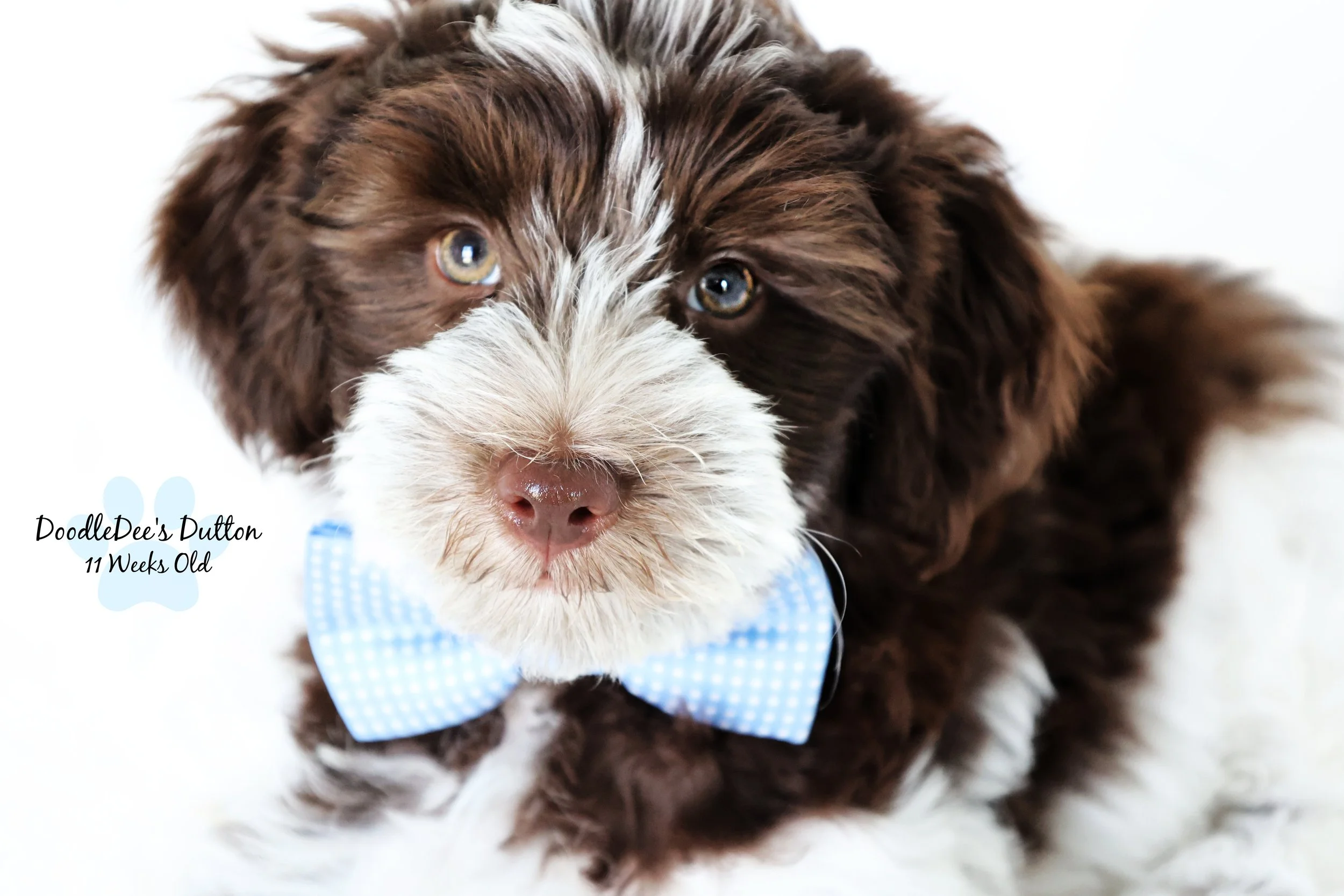 Chocolate Roan English Goldendoodle Stud