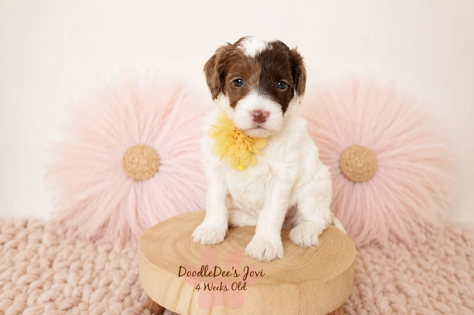 Micro Mini English Goldendoodles BREEDER HOLD