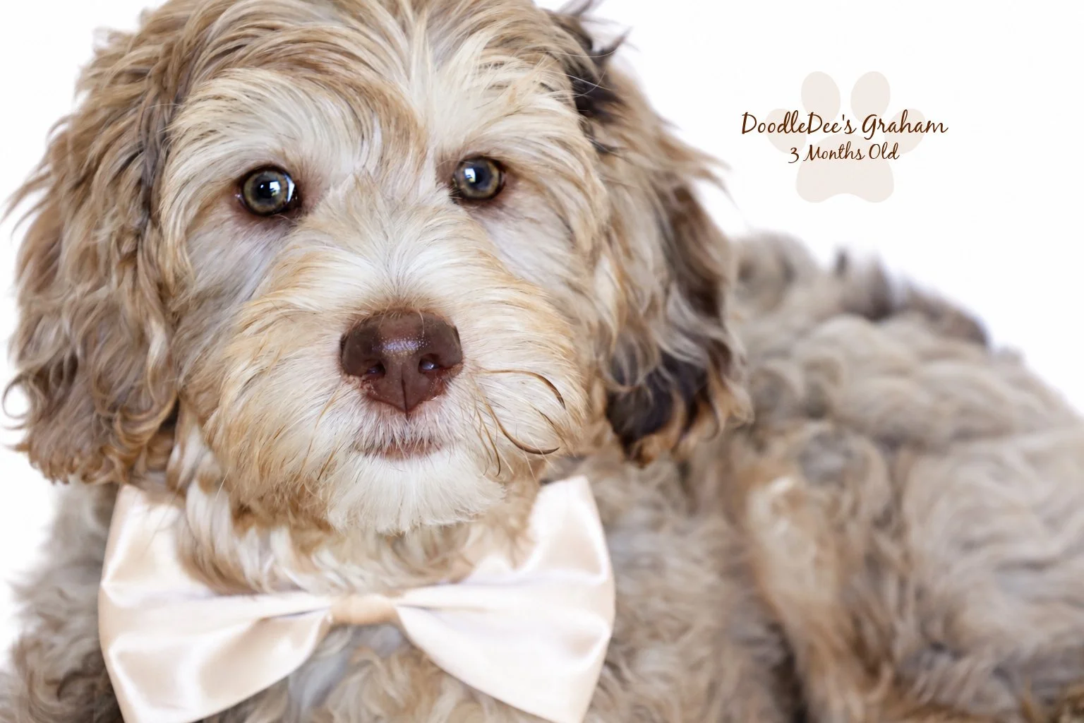 Mini Chocolate Phantom Merle English Goldendoodle Stud | 12.10 lbs