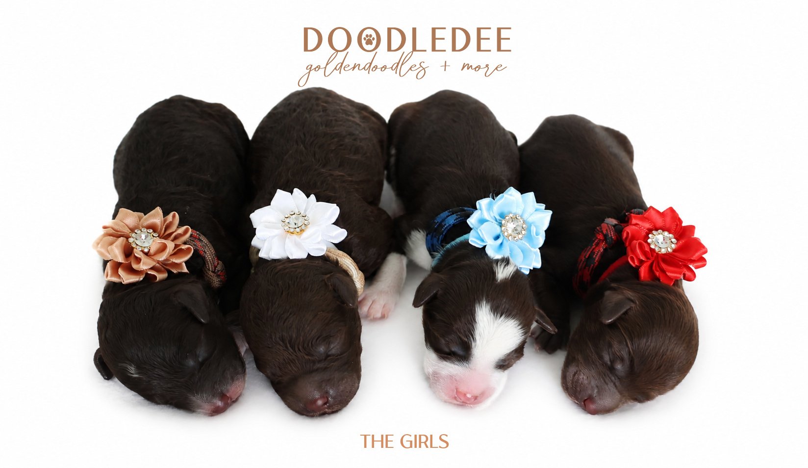 MIni English Goldendoodles