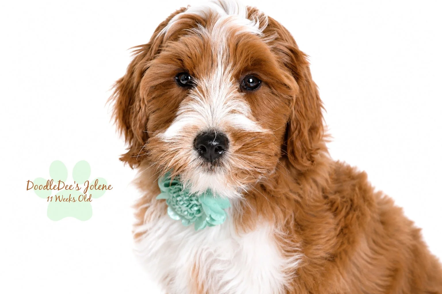 Petite English Goldendoodle