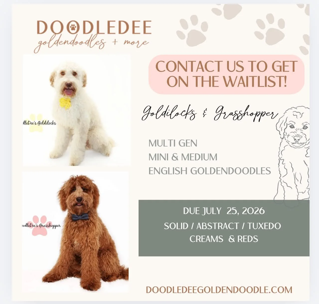 Mini English Goldendoodle Puppies