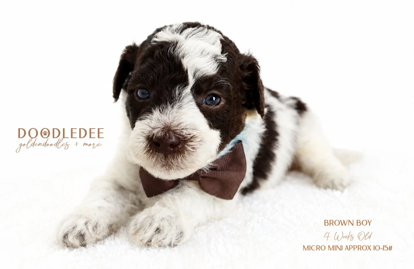 Micro Mini English Goldendoodle Male SOLD