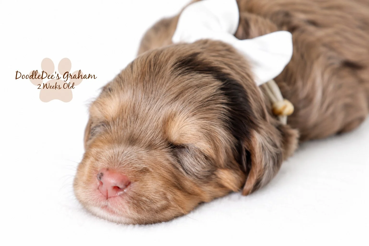 Petite / Mini English Goldendoodle Male- GUARDIAN OPPORTUNITY