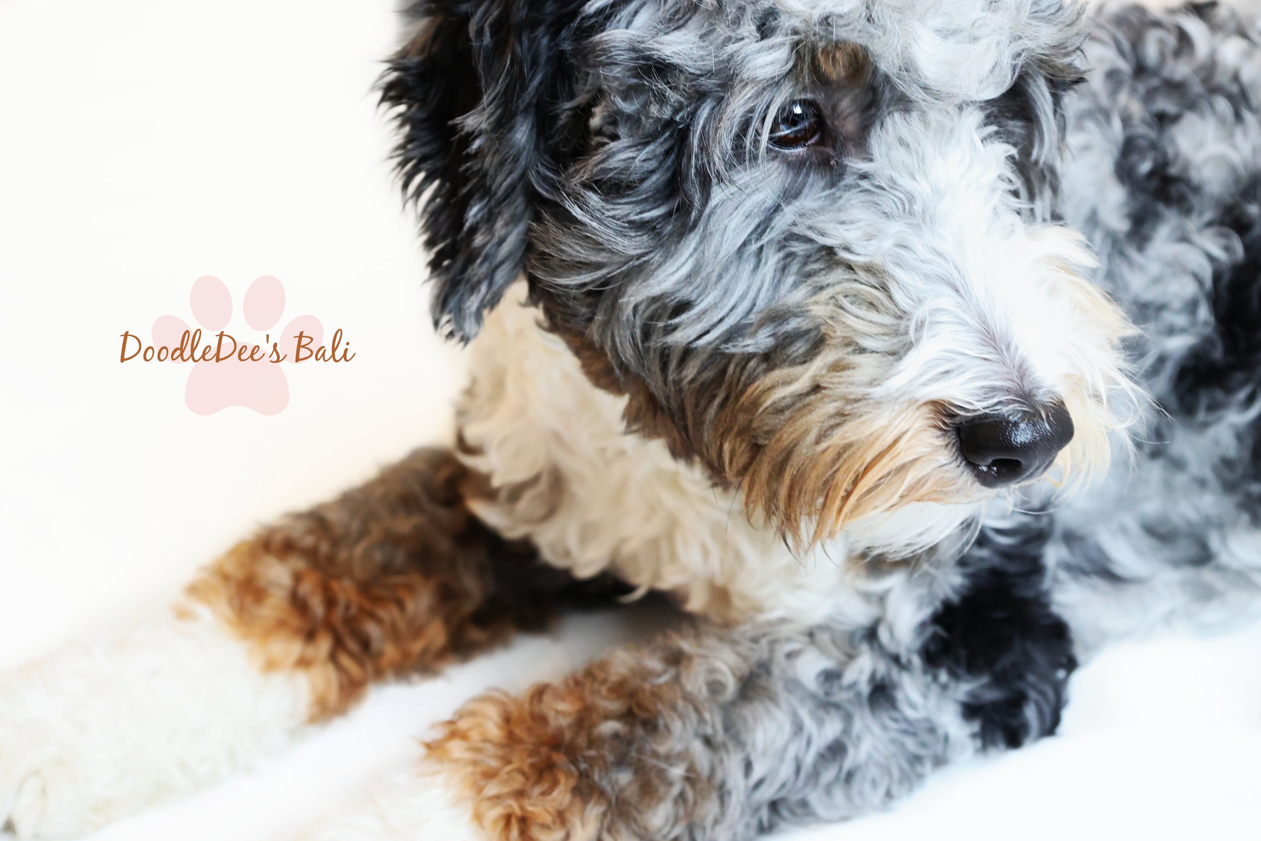 Medium Bernedoodle -36#