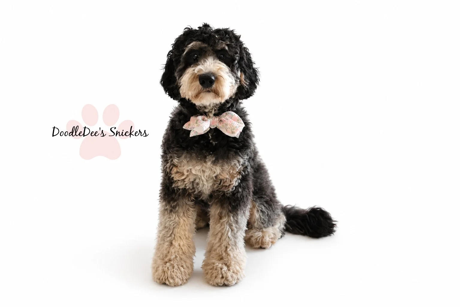 Snickers- Mini Bernedoodle