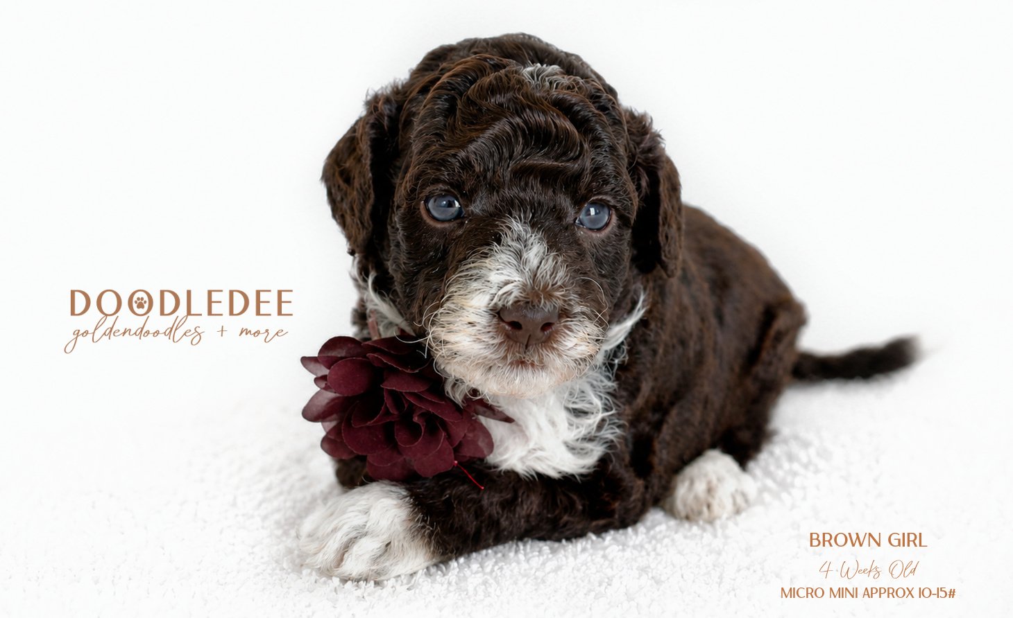 Micro Mini English Goldendoodle Female AVAILABLE $3,500