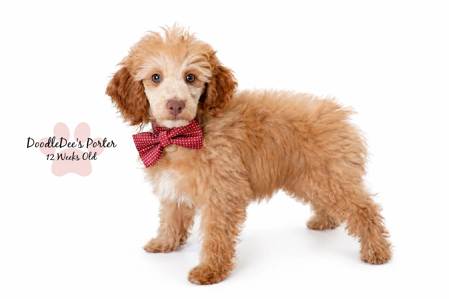 Mini Poodle Stud