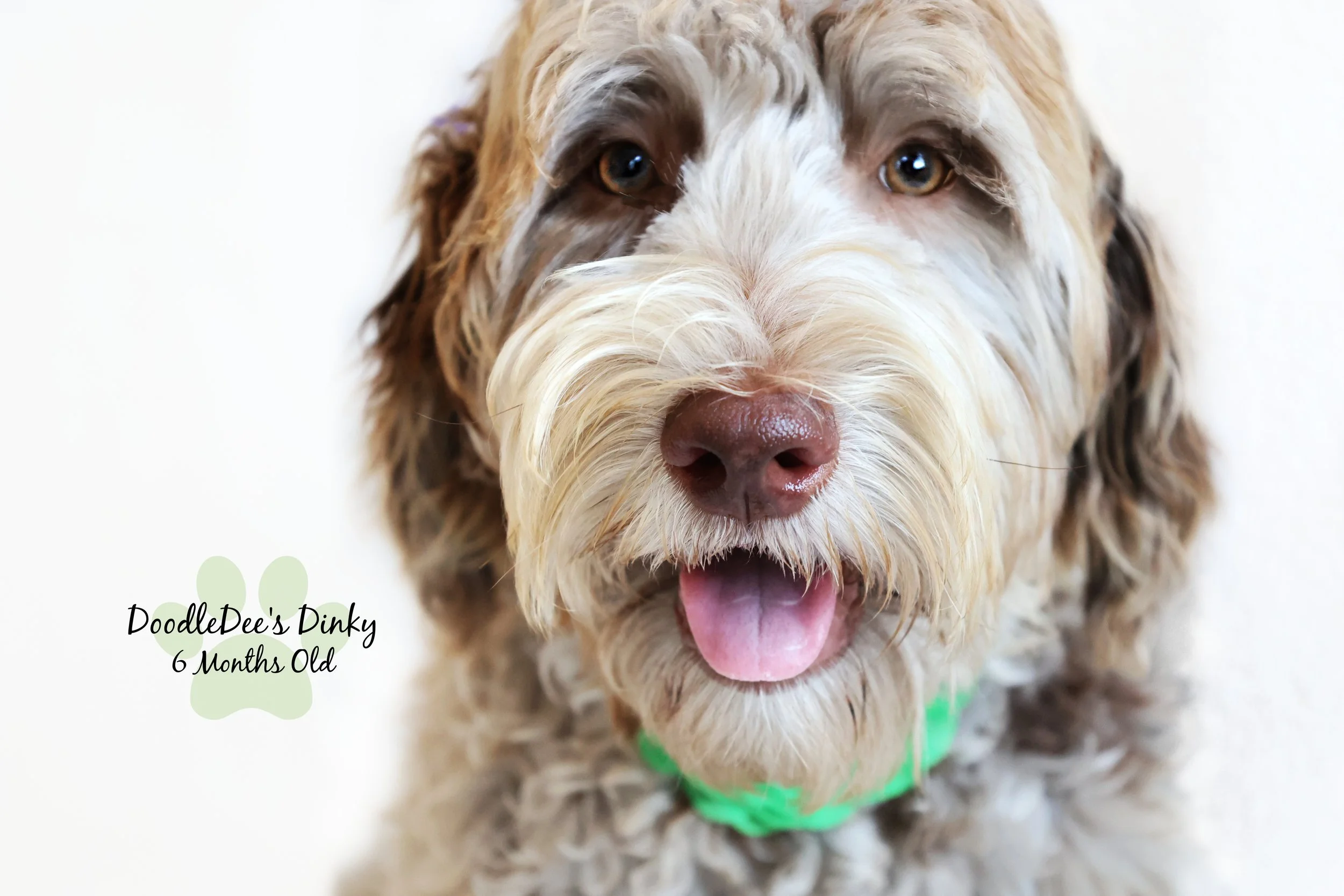 Chocolate Merle Goldendoodle