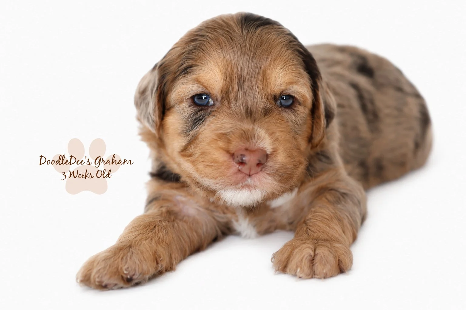 Petite English Goldendoodle | Mini English Goldendoodle. Male- GUARDIAN OPPORTUNITY
