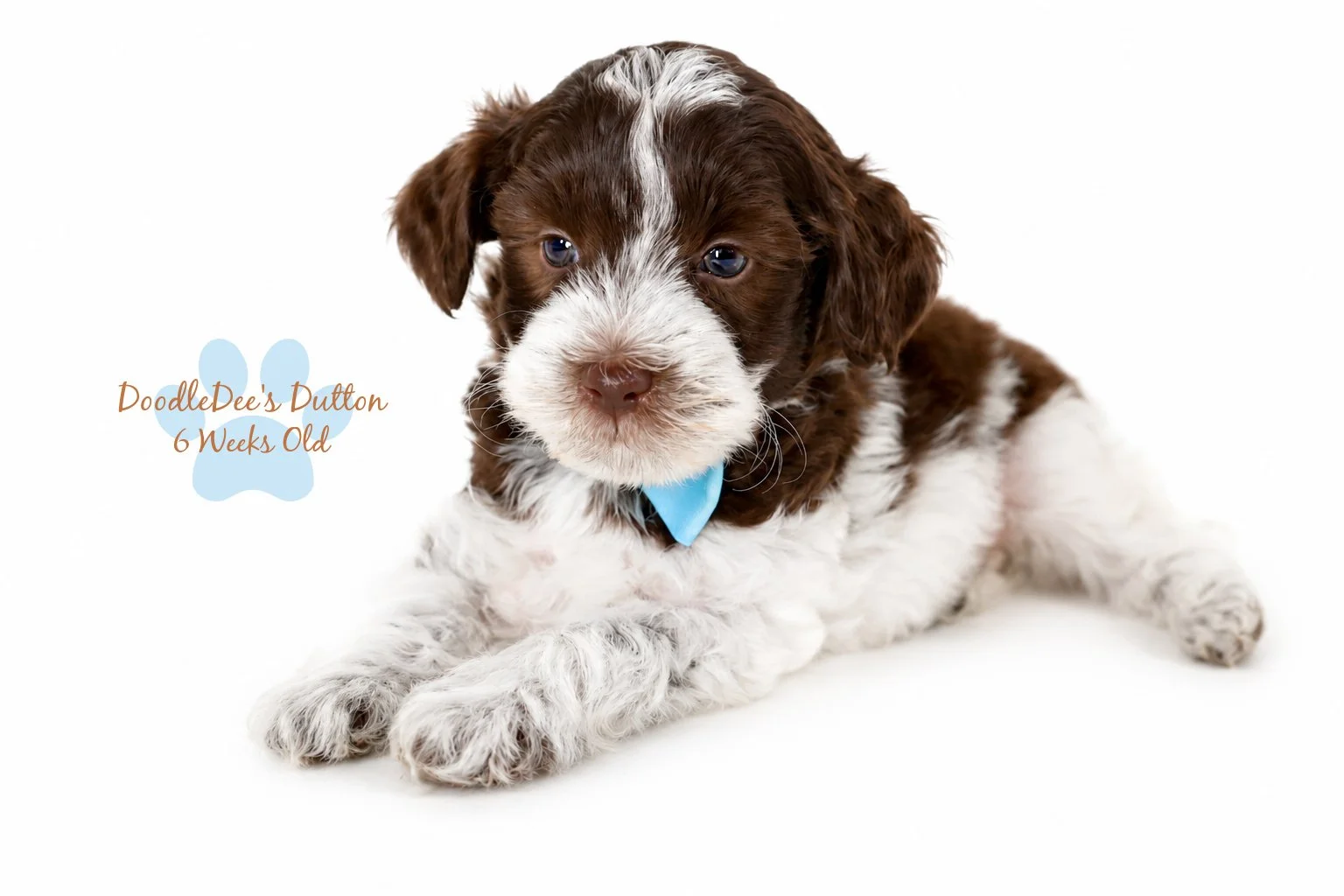 Chocolate Roan English Goldendoodle Stud