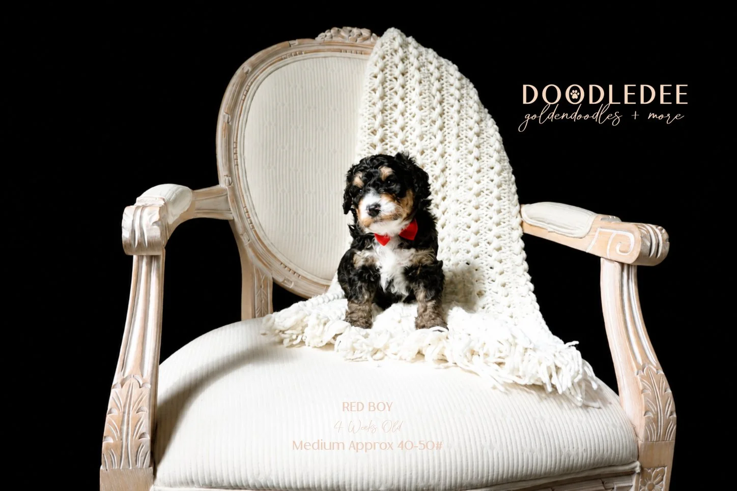 Medium Bernedoodle SOLD
