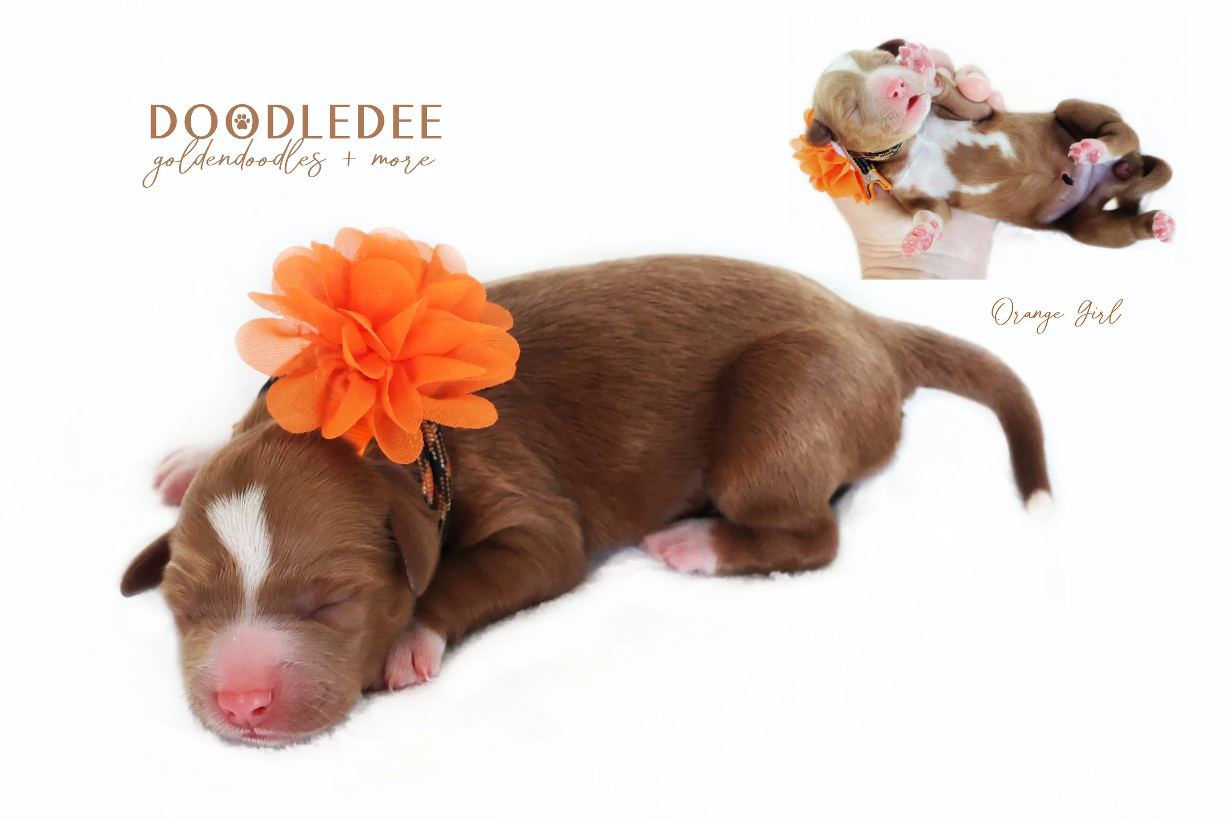 English Goldendoodle Puppies