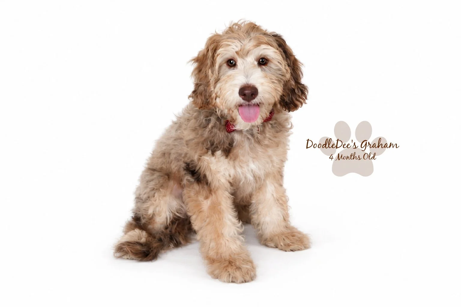 Mini Chocolate Phantom Merle English Goldendoodle Stud | 20 lbs