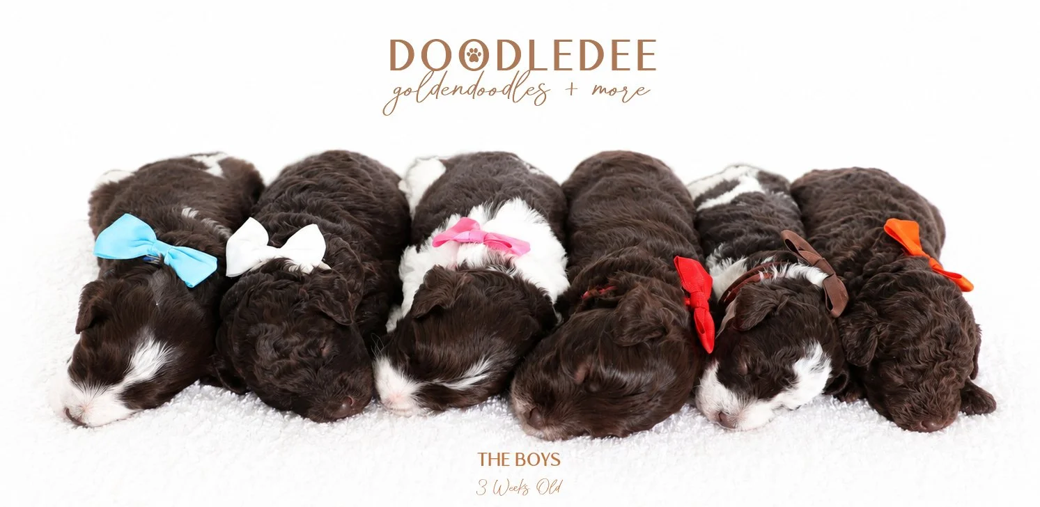 MIni English Goldendoodles