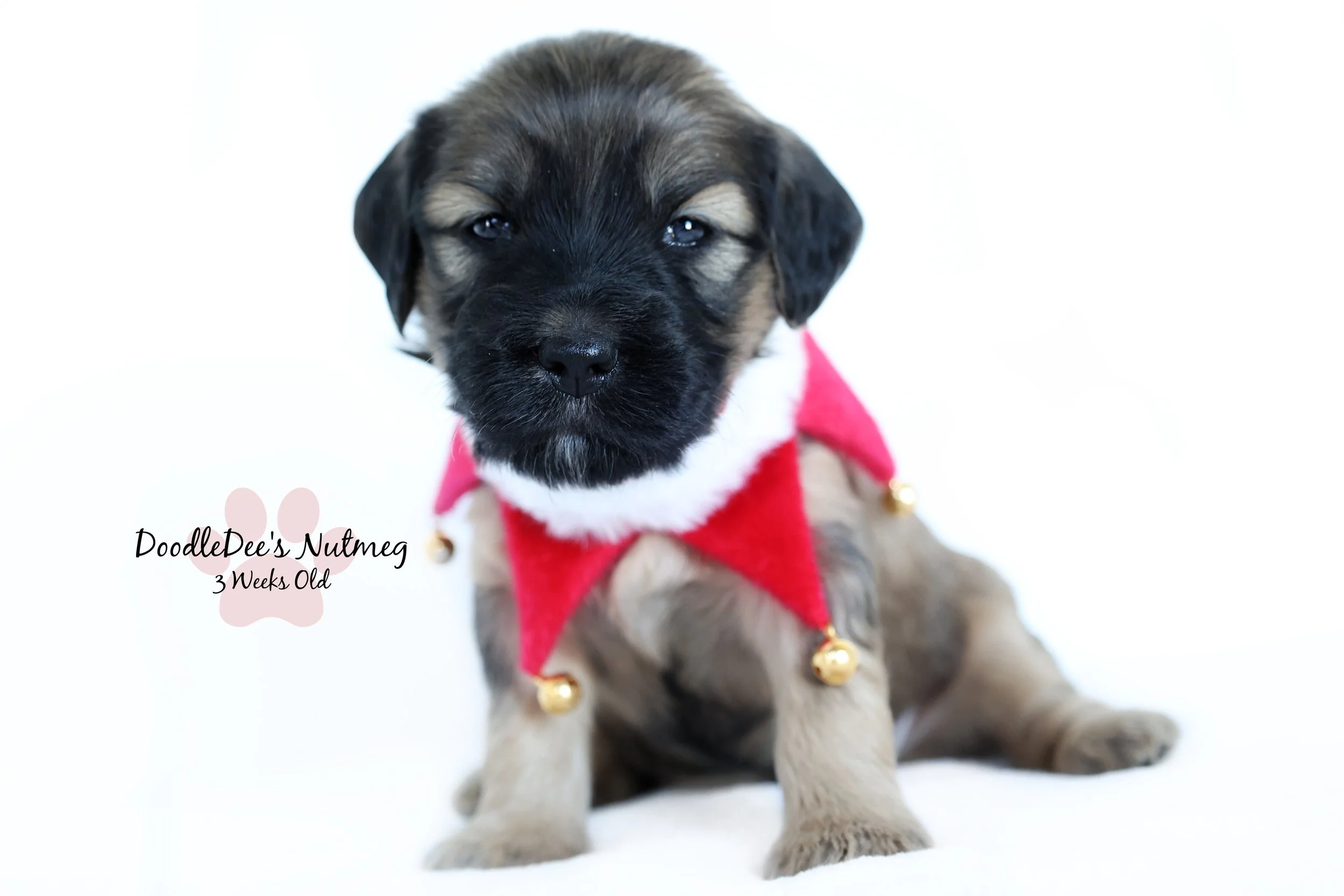 Petite Sable English Goldendoodle