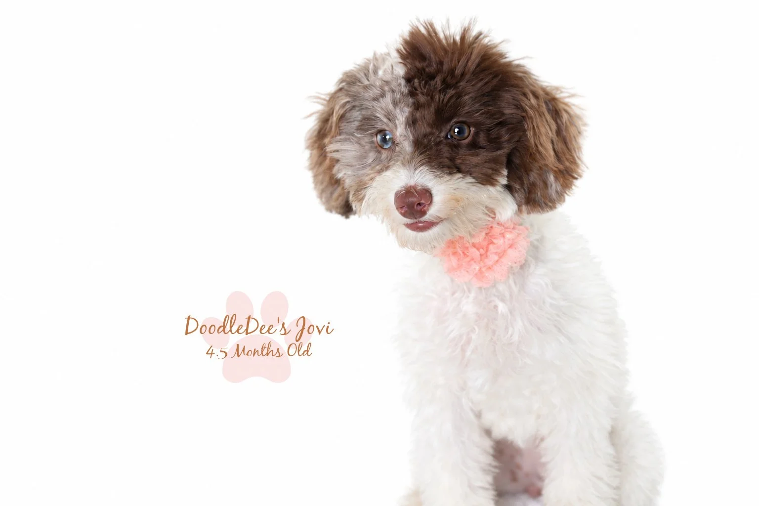 Micro Mini English Goldendoodle | 4.5 months Old 5.4 lbs