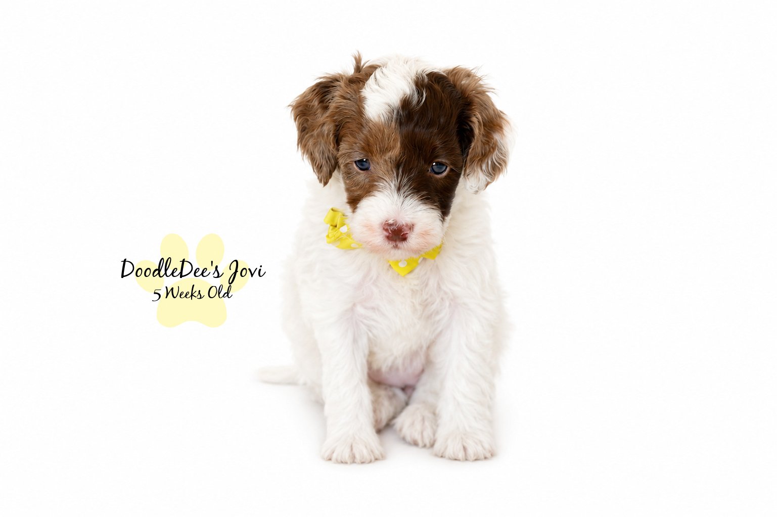 Micro Mini English Goldendoodles BREEDER HOLD