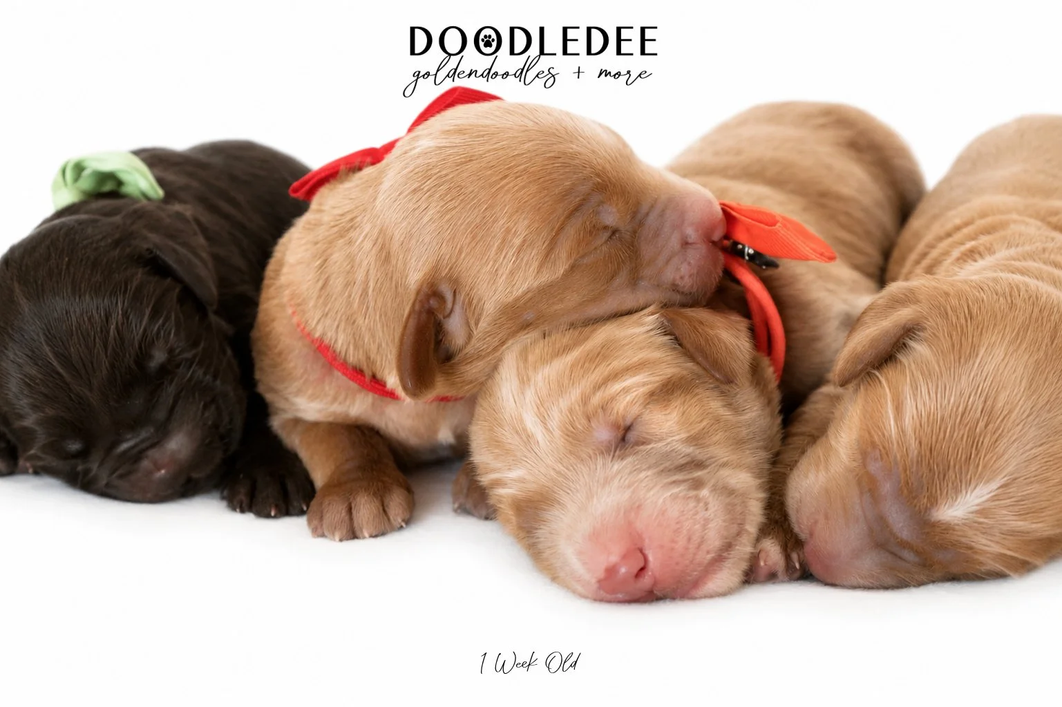 Medium English Goldendoodles, Standard English Goldendoodles