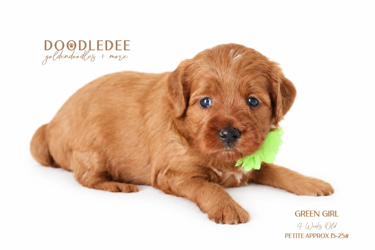 Petite English Goldendoodle AVAILABLE $3,500
