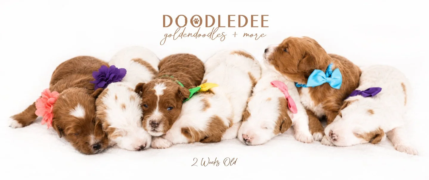 Mini English Goldendoodle Puppies