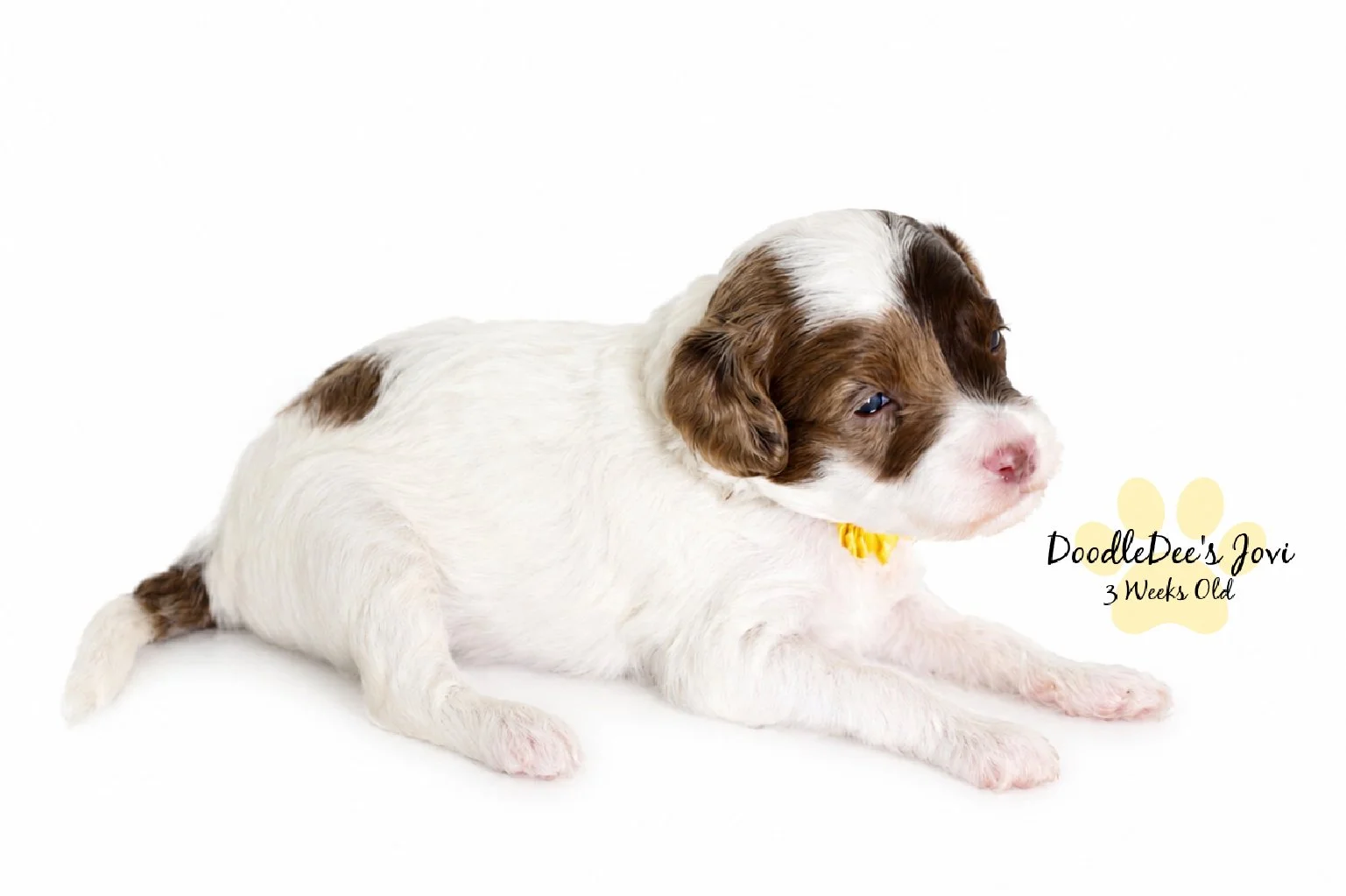 Micro Mini English Goldendoodles BREEDER HOLD