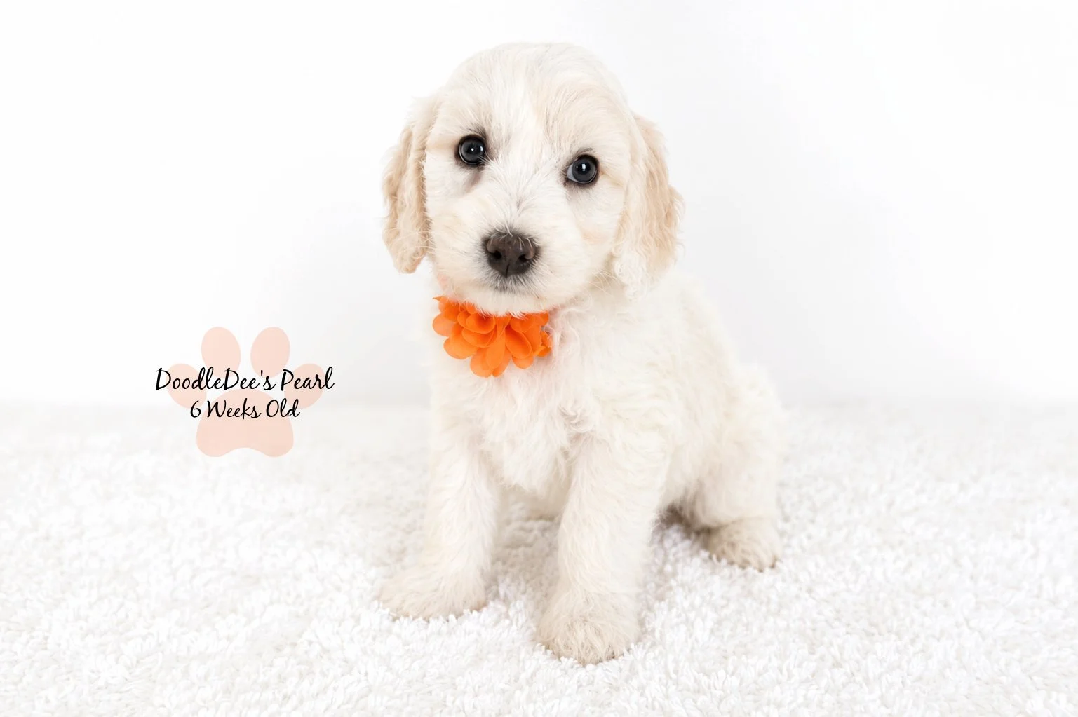 Mini English Cream Goldendoodle