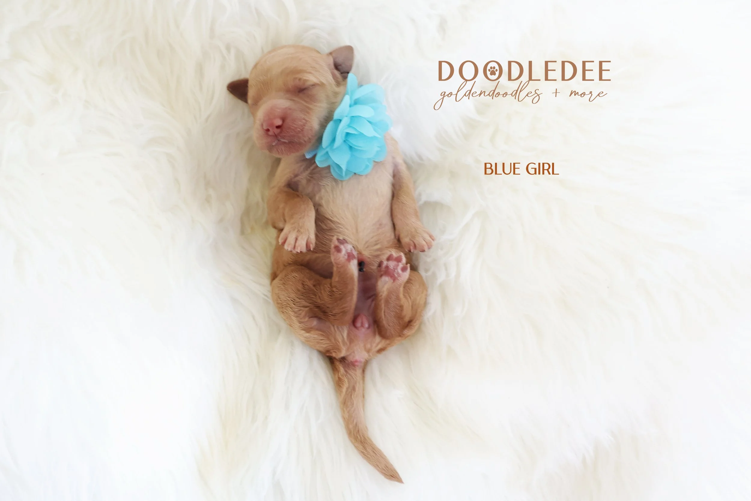 Mini English Goldendoodle
