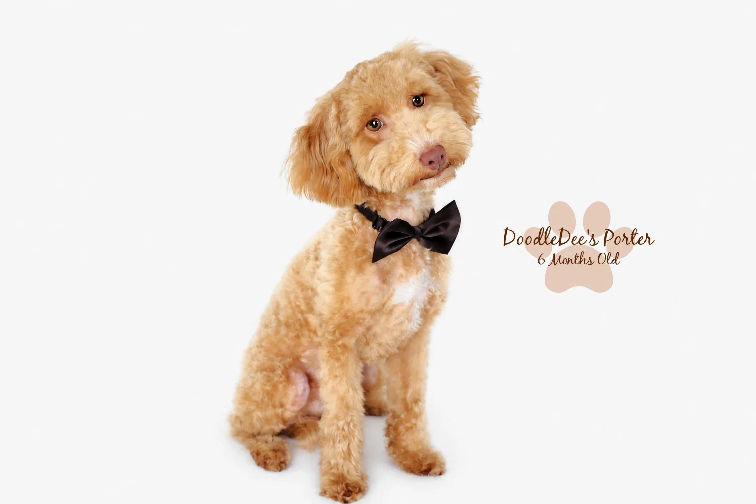 Mini Poodle Stud | 6.7 lbs