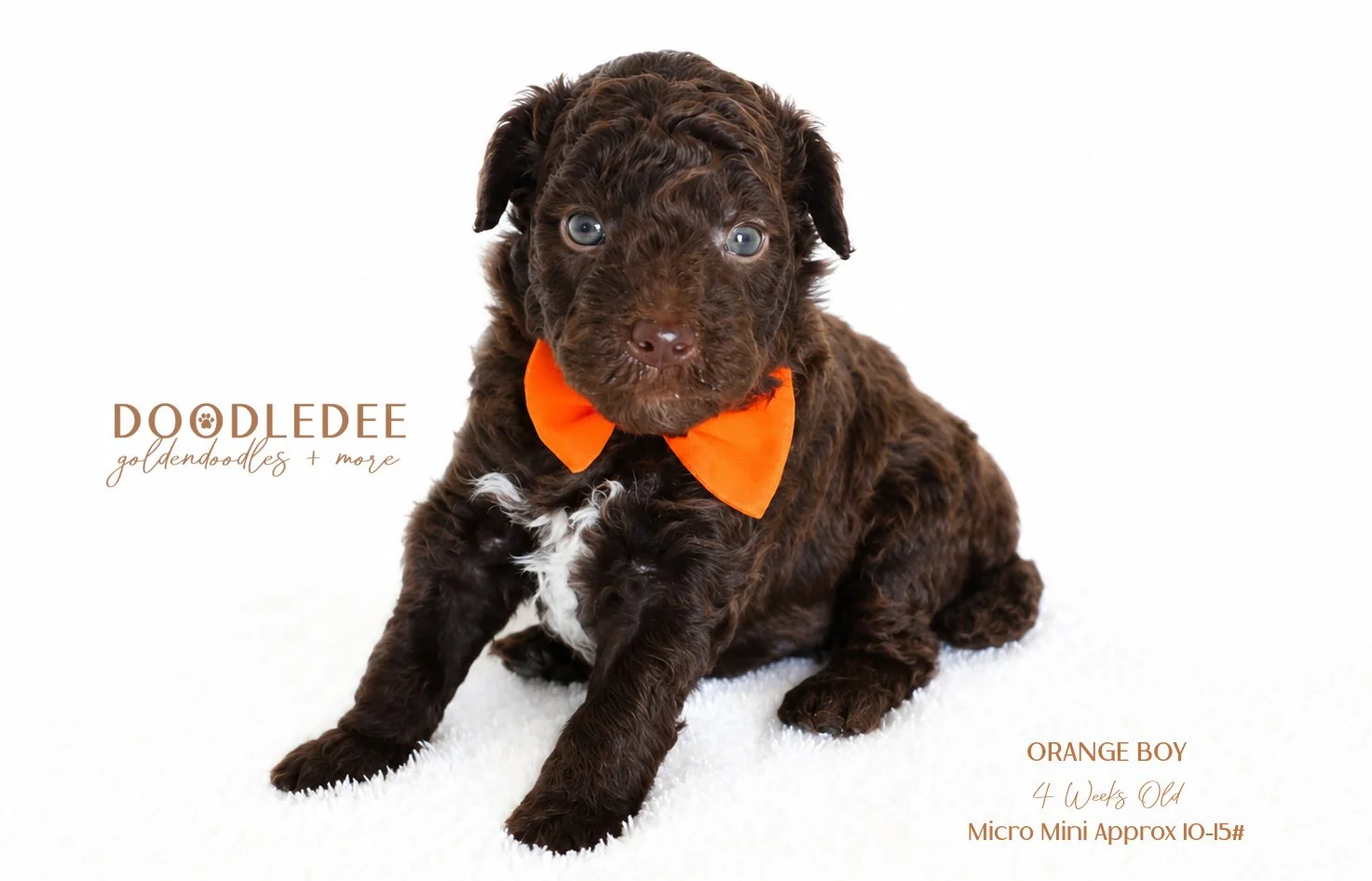 Micro Mini English Goldendoodle Male AVAILABLE $3,500