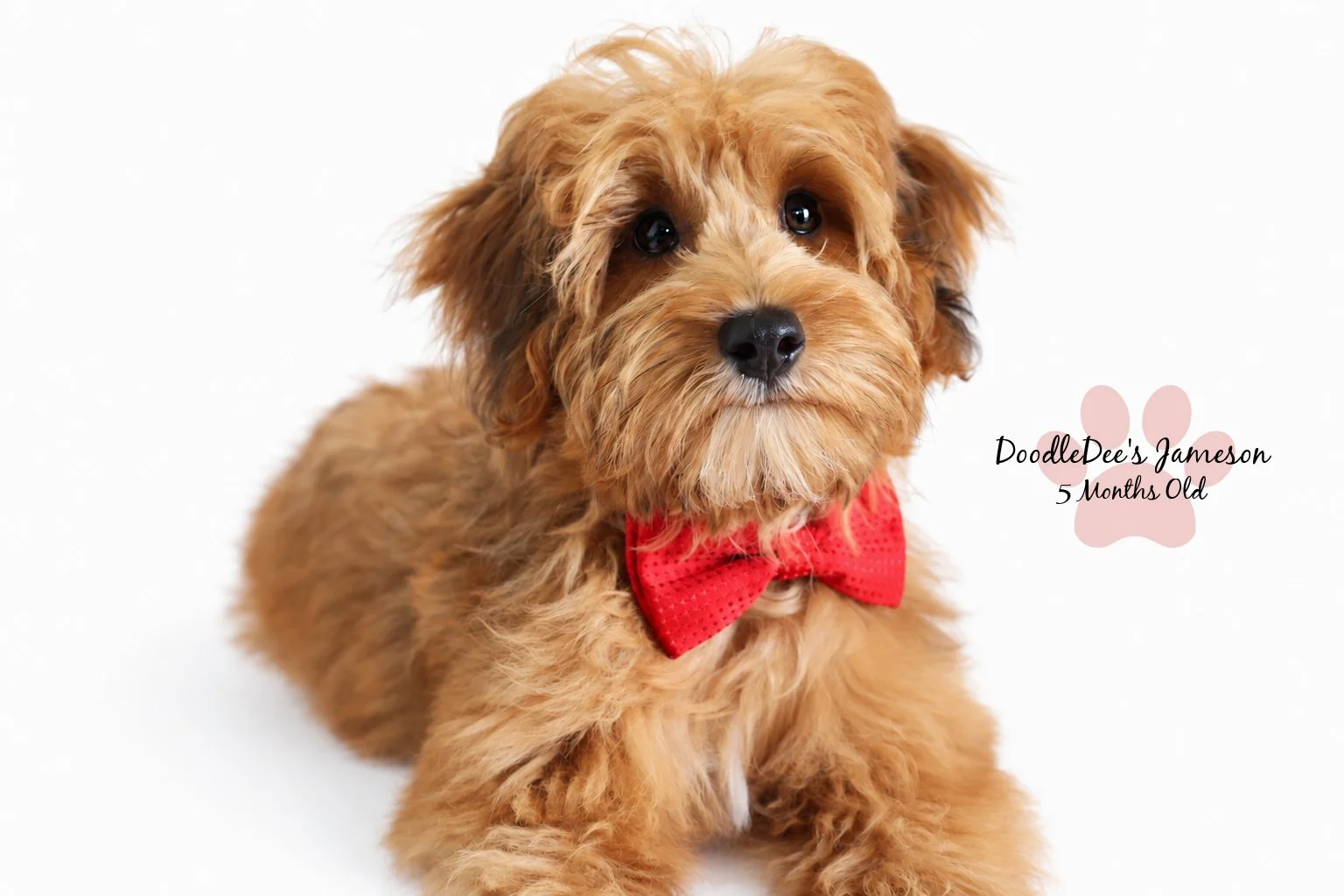 Micro Mini Sable English Goldendoodle