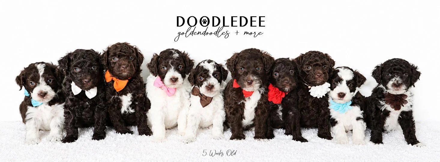 Micro Mini English Goldendoodles | Petite English Goldendoodles
