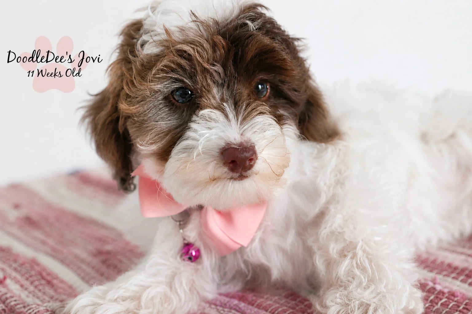 Micro Mini English Goldendoodle