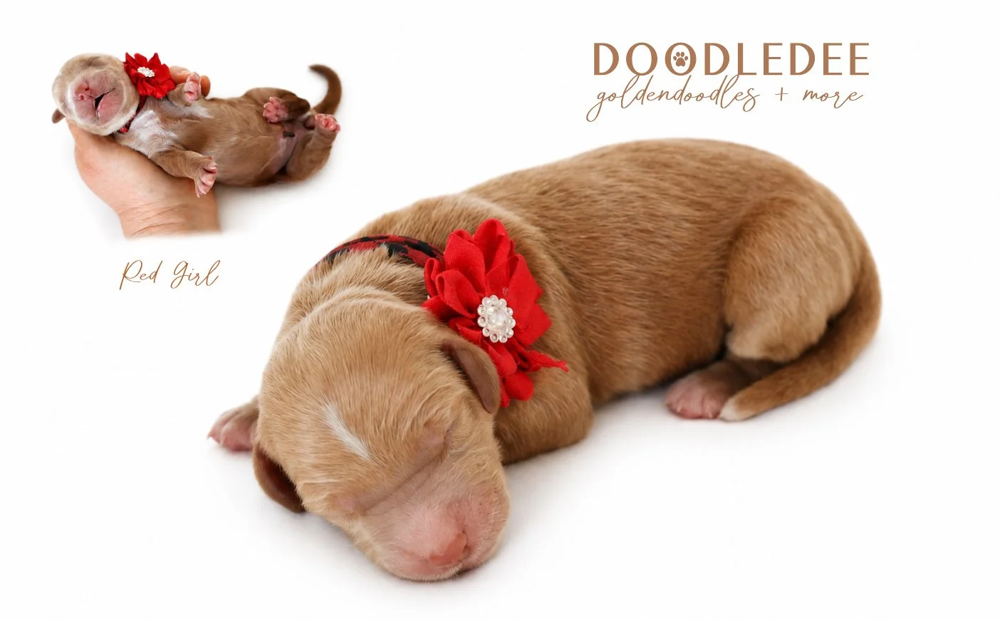 Medium English Goldendoodles, Standard English Goldendoodles
