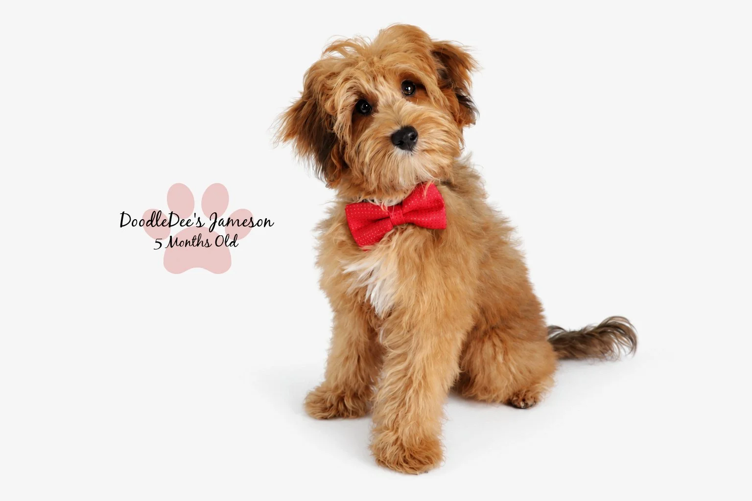 Micro Mini Sable English Goldendoodle