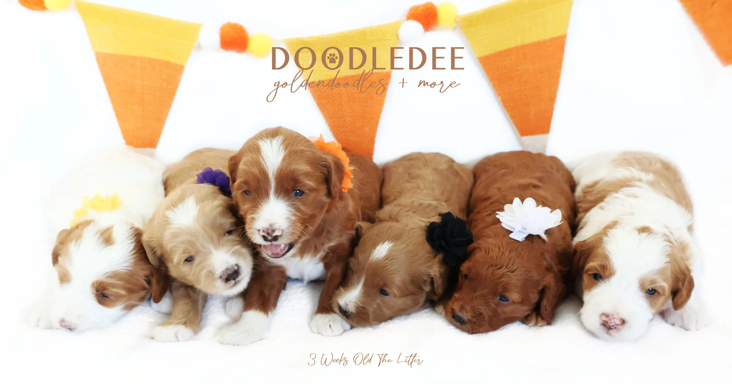Mini English Goldendoodle Puppies