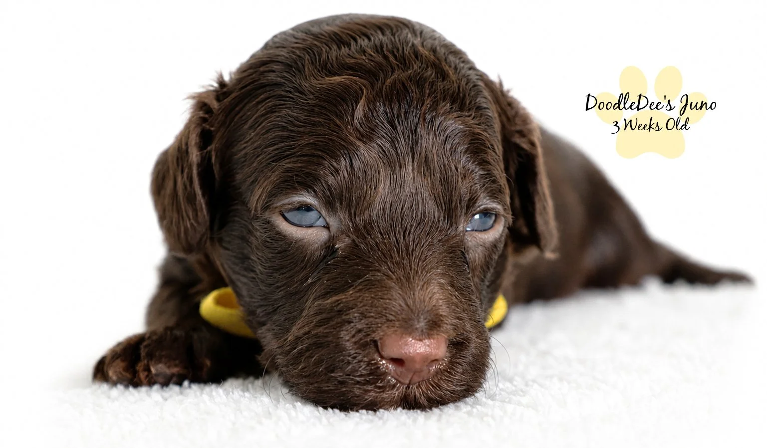 Micro Mini English Goldendoodles BREEDER HOLD