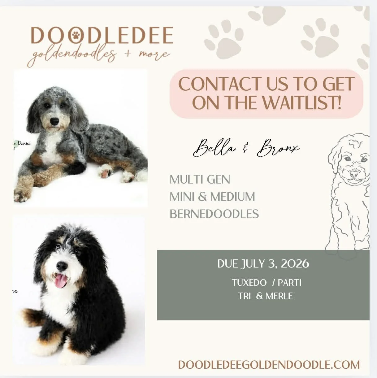 Mini Bernedoodle Puppies, Medium Bernedoodle Puppies