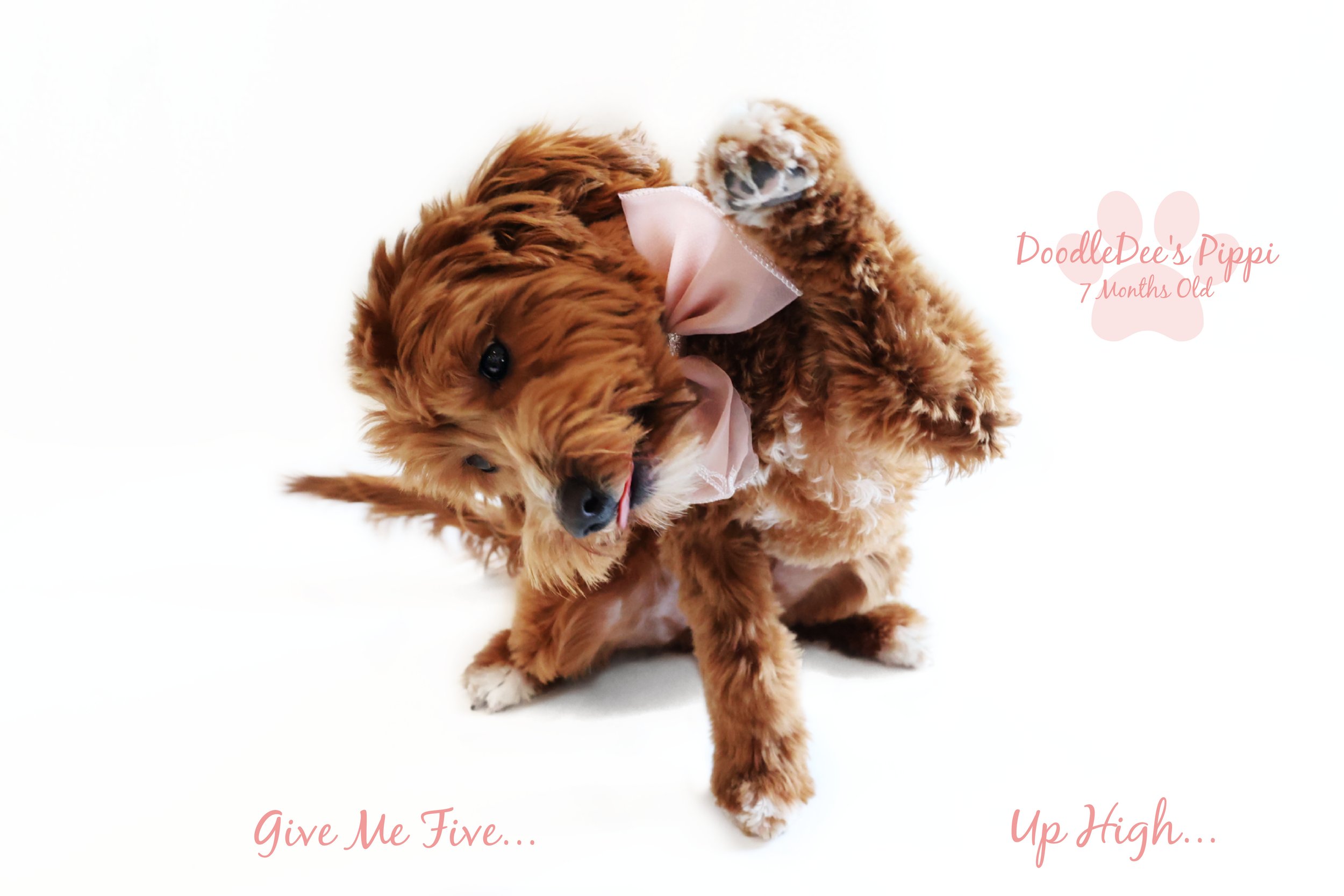 Petite Red English Goldendoodle 14#