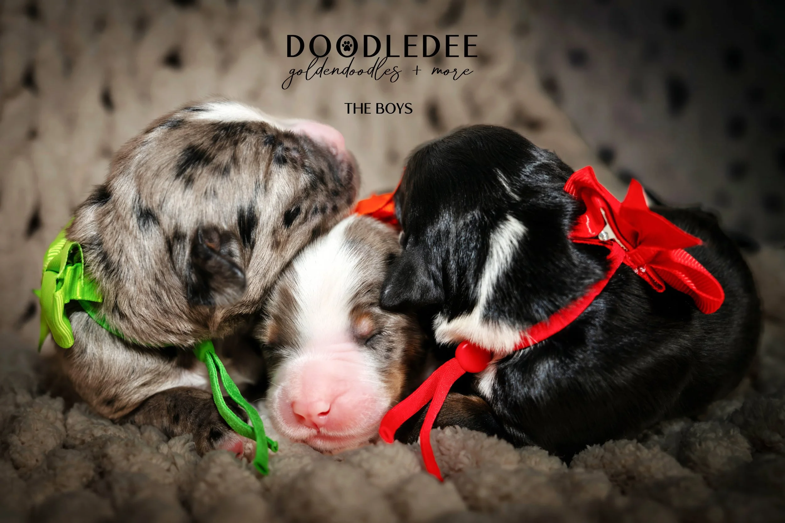 Merle Bernedoodle puppies